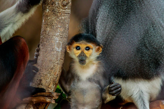 Portrait of the young red-shanked douc langur