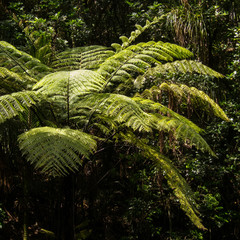 Fototapeta premium Neuseeland, Sommer, Uralub, Natur
