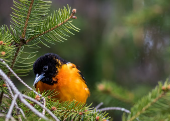 Baltimore Oriole (Icterus galbula) searches for food on an evergreen tree in springtime