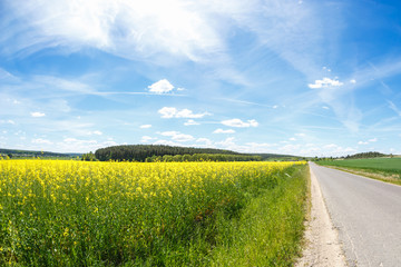 Fototapeta na wymiar Field of beautiful springtime golden flower of rapeseed with blue sky, canola colza in Latin Brassica napus with rural road and beautiful cloud, rapeseed is plant for green industry