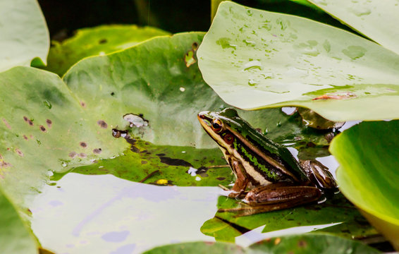 Green frog in pond under lotus leaf in morning light