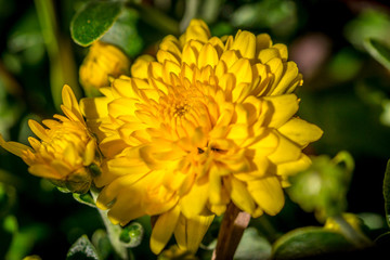 Macro of a yellow dahlia flower covered in dew drops.