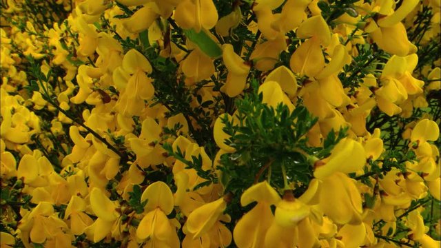 Blooming Scotch broom filling frame, close-up