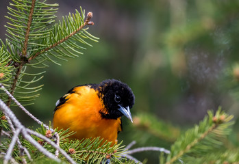 Baltimore Oriole (Icterus galbula) searches for food on an evergreen tree in springtime
