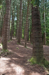 Sleeping Giant hiking trail on Kauai Island 