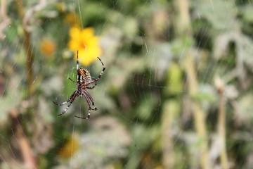 Araña telaraña