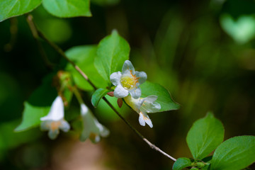 ツクバネカズラ　里山に咲くツクバネカズラ　野草　日本　奥武蔵　
