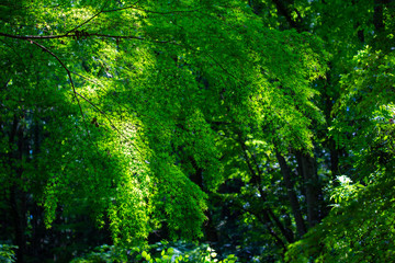 Fototapeta na wymiar 木漏れ日に映える新緑のモミジ　初夏の里山の風景　日本　奥武蔵自然公園