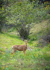Mule deer doe standing in forest and looking at camera with green grass and blooming spring...