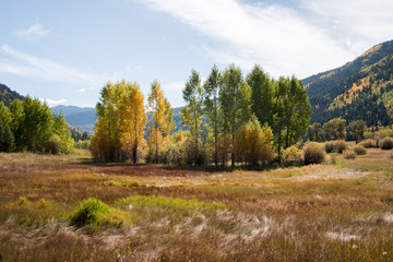 Fototapeta na wymiar Autumn tree landscape near Aspen, Colorado. 
