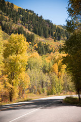 Autumn trees near Aspen, Colorado next to a highway. 