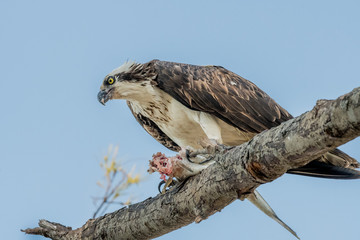 Osprey with lunch