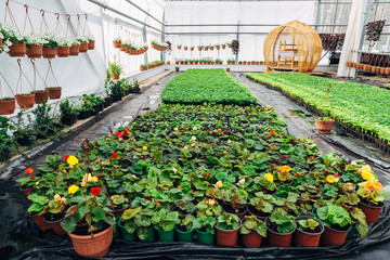 Growing of begonia in plastic flower pots in greenhouse 