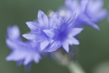 Abstract Flower Closeup