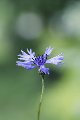 Abstract Flower Closeup