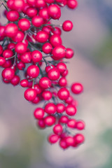 Berry Macro Shot