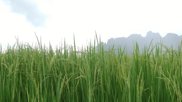 Green rice field with mountain and sky background in Thailand
