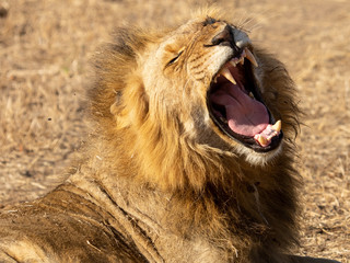 Lions at Sabi Sabi - 2017