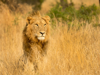 Lions at Sabi Sabi - 2017