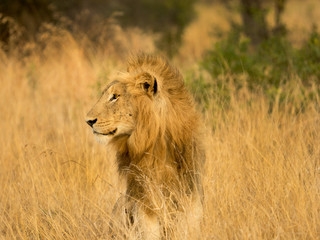 Lions at Sabi Sabi - 2017