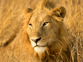 Fototapeta premium Lions at Sabi Sabi - 2017