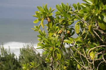 nature and sea