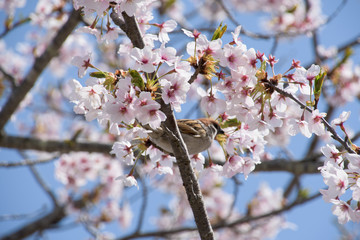 Fototapeta premium 長沼フートピア公園の桜 Naganuma park&cherry blossoms