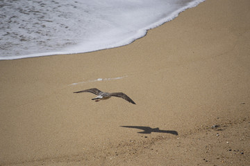 flying seagull on the beach