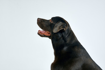 dog on black background
