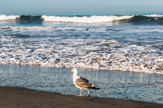 A Western gull (Larus occidentalis) on a beach at the shoreline in Southern California, with crashing waves in the background.