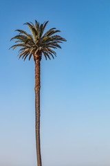 Un palmier dattier des Canaries (Phoenix canariensis) du côté gauche.