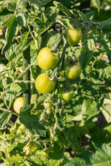 closeup of unripe green vine tomatoes growing in organic vegetable garden