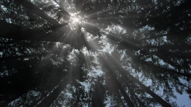 Sun flare directly overhead in swaying canopy of towering evergreens