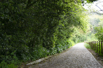 Fototapeta premium nature road