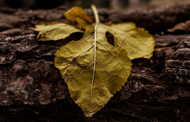 Close-up of dry leaf on a trunk