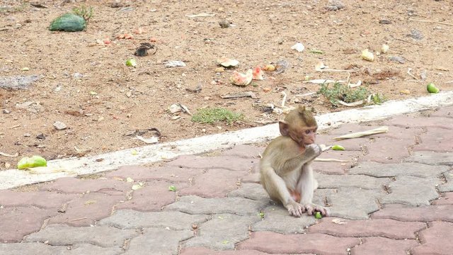 Domestic monkeys in Nakhon Sawan, Thailand