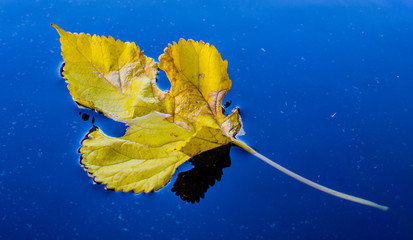 Close-up of leaf on water