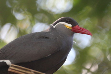 Inca Tern 