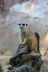 Fototapeta premium Portrait of a Meerkat on Guard 