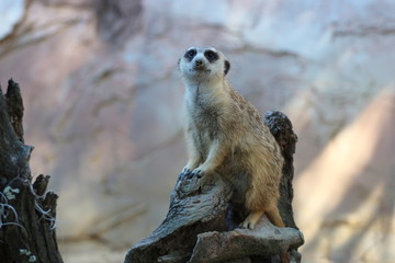 Portrait of a Guarding Meerkat 