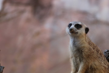 Portrait of a Meerkat 