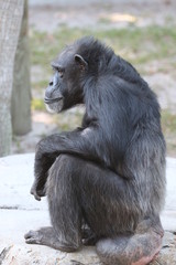 Chimp / Chimpanzee 