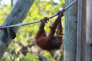 Endangered Spedcies / Baby Orangutan Playing 