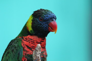 Portrait of a Lorikeet / Exotic Bird 