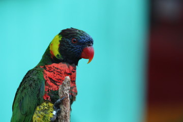 Portrait of a Lorikeet / Exotic Bird 