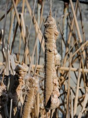 Brown cattails with fluffy seeds in winter, macro close-up detailed view in Indianapolis Indiana White River State Park. Typha genus of monocotyledonous flowering plants in the family Typhaceae with c