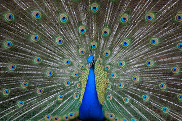 Obraz premium peacock