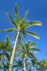 Palm trees and blue sky