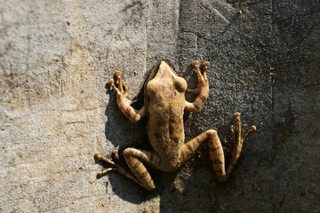 Amphibians in tropical Asia , Local creature in Thailand , Common tree frog on wall
