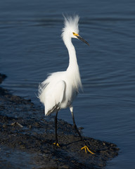 Great egret with spiky feathers, seen in the wild in a North California marsh